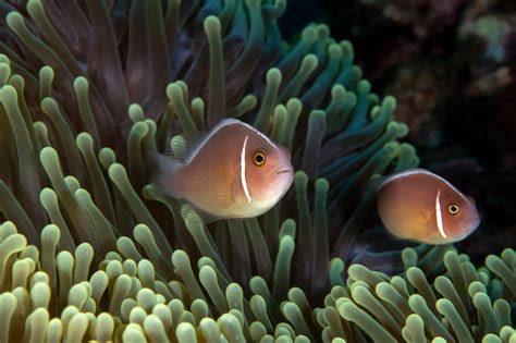Skunk Clownfish (Amphiprion akallopisos) – Complete Care Guide.